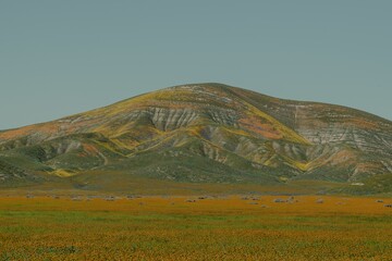 Scenic landscape of a rolling hillside with lush green grass and colorful wildflowers in bloom