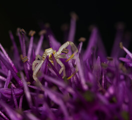 crab spider on purple flower