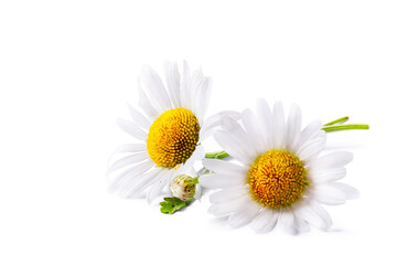 fresh chamomile flower collection with real transparent shadow isolated on transparent background;...