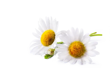 Fotobehang fresh chamomile flower collection with real transparent shadow isolated on transparent background  png  design element © Konstiantyn