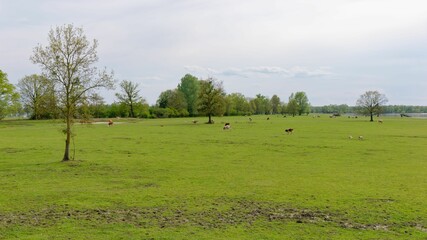 Group of cows graze in a lush grassy pasture in Lonjsko Polje Park in Repusnica, Croatia