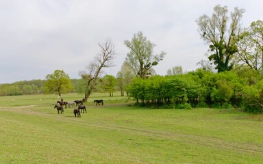 Group of horses graze in a lush grassy pasture in Lonjsko Polje Park in Repusnica, Croatia