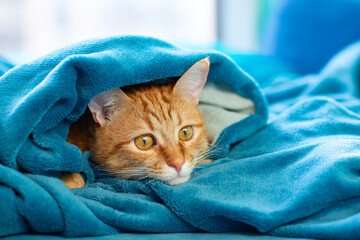 Cute young ginger tabby cat lying on sofa and peeking out from under rug, funny playful pet at home