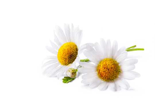 fresh chamomile flower collection with real transparent shadow isolated on transparent background; png  design element