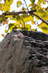 big rock in the forest