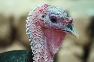 Bronze turkey breed in pakistan