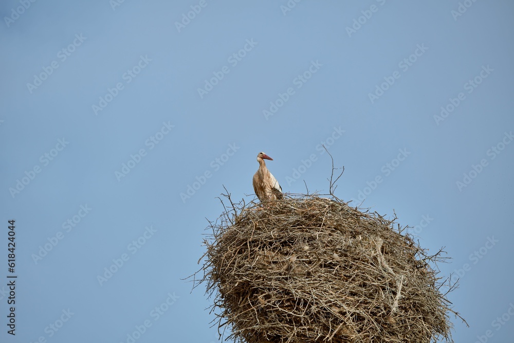 Poster stork on the nest made of tree branches where sparrows also nest