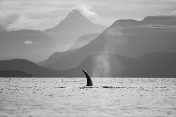 Majestic orca whale swimming through the clear blue water  in British Columbia, Canada