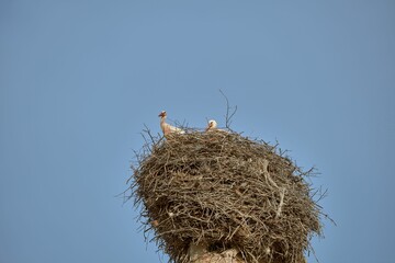pair of storks in the nest made of tree branches