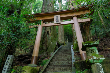 和歌山県田辺市 中辺路町 継桜王子（野中の一方杉）