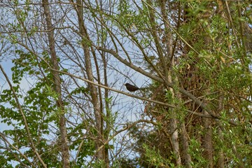 bird with food in its beak resting on a branch of a tree
