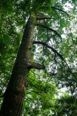 Naklejka premium 和歌山県田辺市 中辺路町 野中の一方杉