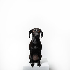 Small black short-haired dog posing over white background. Adorable pet's indoor portrait
