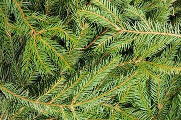 Closeup of lush green branches of spruce (Picea)