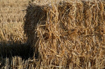 Closeup of a dry, barren field featuring rectangular bales of hay