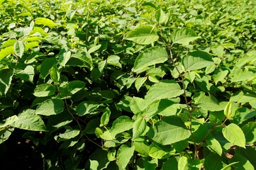 Expansive landscape with a variety of shrubs and lush green vegetation