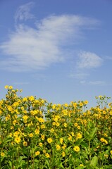 Tranquil landscape featuring bright yellow Silphium perfoliatum flowers in a lush green field