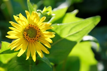 Closeup shot of a yellow Silphium perfoliatum flower blooming amidst a lush green garden