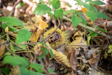 Closeup of Chestnuts inside the Hedgehog on the Ground Among Leaves in Autumn