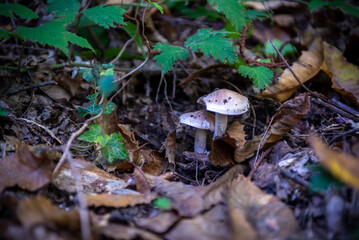 Little White Mushrooms among Leaves in autumn