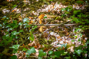 Closeup of Chestnuts inside the Hedgehog on the Ground Among Leaves in Autumn