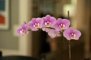 Closeup shot of a vibrant purple orchid flower