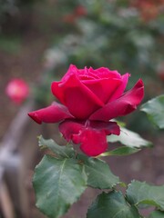a single pink rose in bloom with lots of green leaves