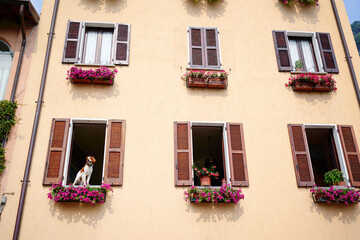 Fototapeta na wymiar Travel by Italy. Facade of old house with flowers. Dog is sitting near the window.