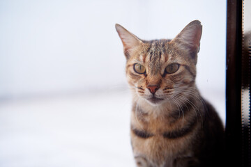 Fototapeta na wymiar Portrait of shorthair stripped cat.