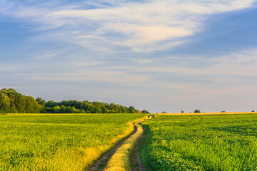 Obraz premium Field road in a green soybean field