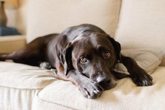 DOG SAD