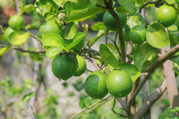 Green limes on the tree ready for harvest