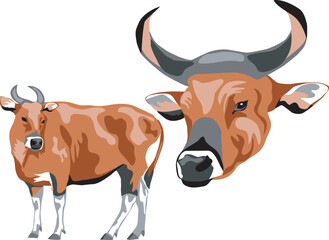 Banteng - color vector illustration