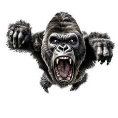 close-up portrait of a wild gorilla, attacks, jumps towards the camera, angry animal grin, isolated