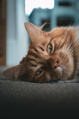 A cute ginger cat roaming around the house