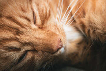 A ginger cat sleeping 