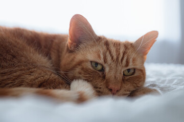 Fototapeta na wymiar Ginger cat relaxing on a white bed