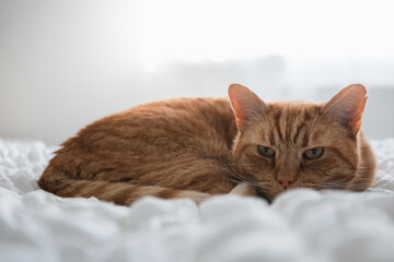 Fototapeta na wymiar A cute ginger cat relaxing on a bed in a bright room