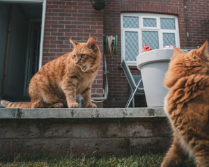 2 ginger cats playing in a garden