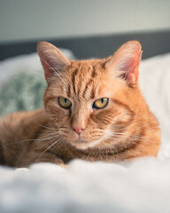 Fototapeta na wymiar A ginger cat relaxing on a bed in a bright room