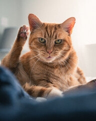 A cute ginger cat lying on a white bed
