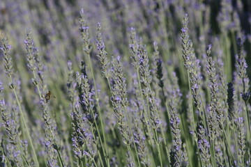 lavender field