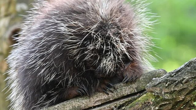 North American porcupine / Canadian porcupine (Erethizon dorsatum) resting in tree, native to North America