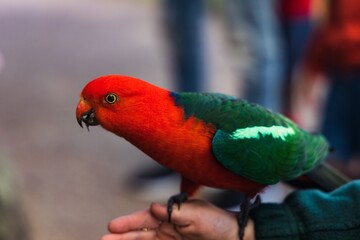 King Parrot feeding on bird seeds at O'Reilly's bird feeding area.