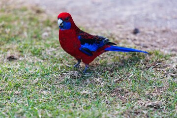 Bird portrait of Crimson Rosella