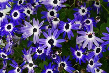 Closeup of beautiful pericallis hybrida flowers growing in a garden