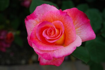 Closeup of a beautiful pink rose blooming in a garden