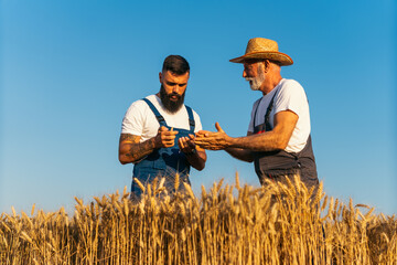 Peasant showing wheat grains to the business partner on the field.