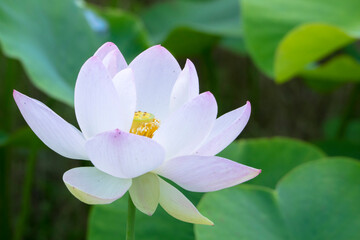 綺麗に咲いたうすピンク色の蓮の花