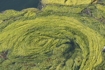 filamentous green algae in river